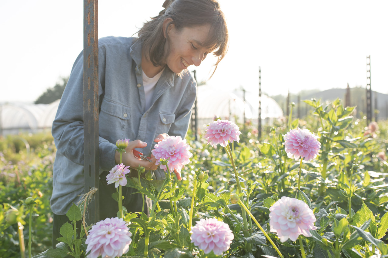 Daalia Janick’s Symphony, Loukykvět