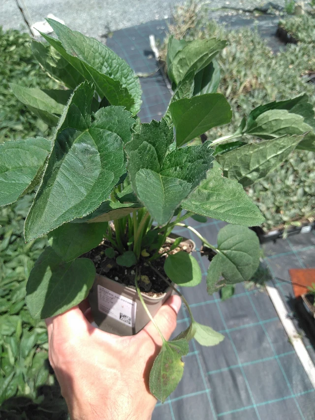 Sädepäivänhattu Goldsturm - 24. 6. 2025