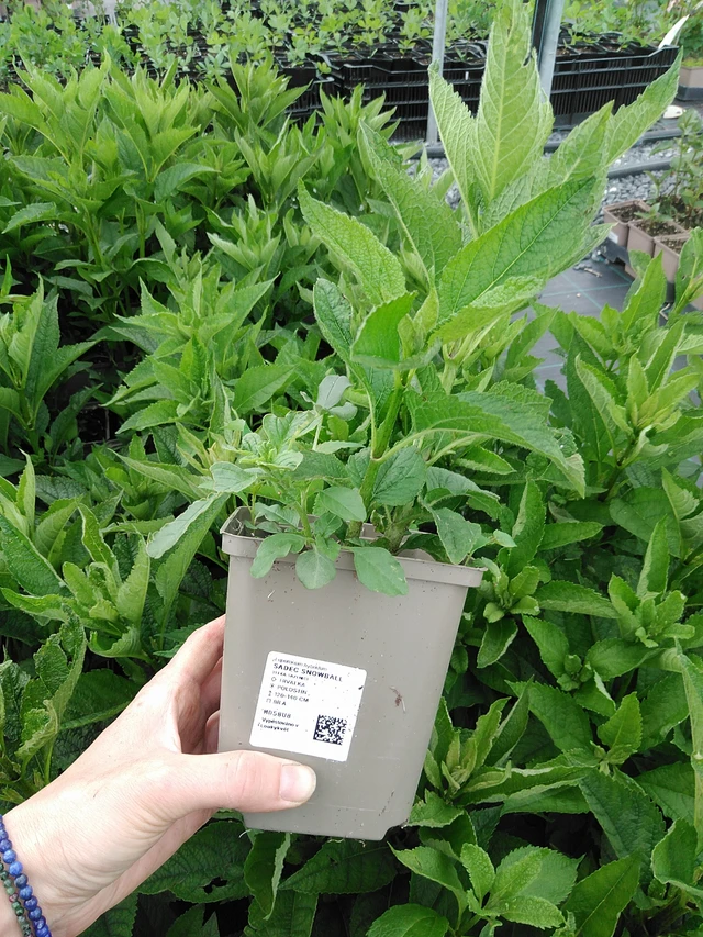 Punalatva Snowball - 9. 6. 2025