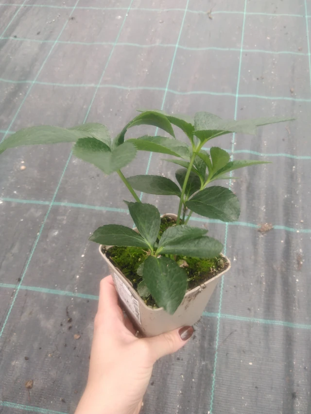 Jouluruusu Double Ellen Purple - 2024