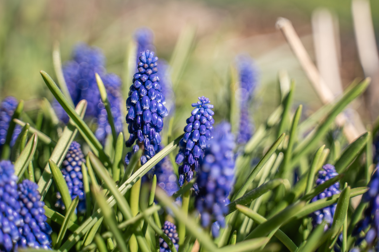 Muscari Bling Bling, Loukykvět