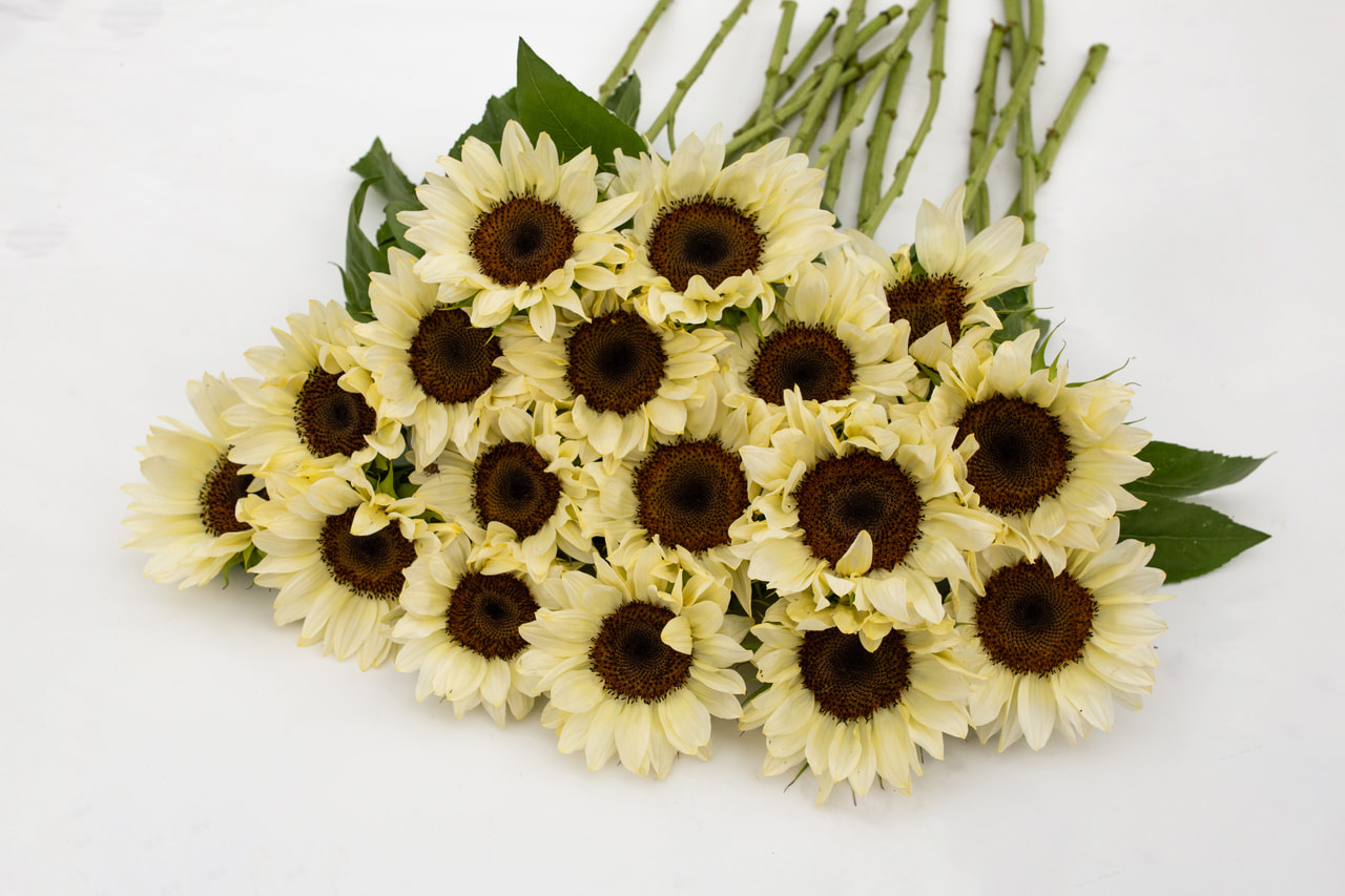 Auringonkukka ProCut White Nite, Loukykvět