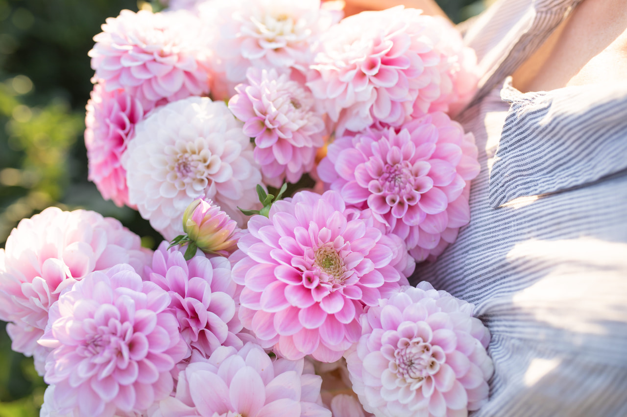 Daalia Janick’s Symphony, Loukykvět