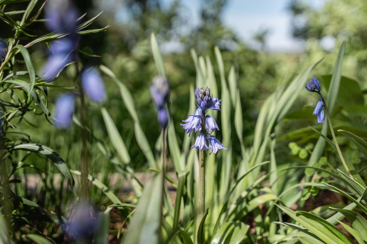 Jacinto español Blue, Loukykvět