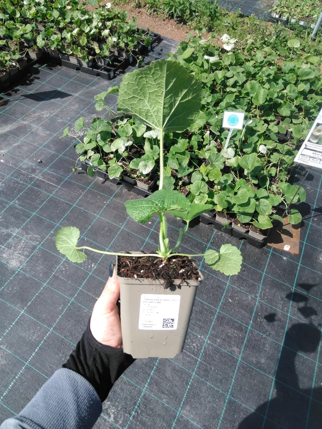 Salkoruusu Spotlight Polarstar - 13. 5. 2025