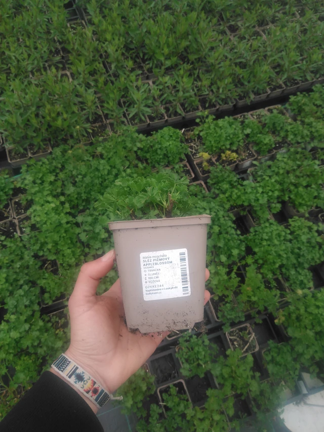Myskimalva Appleblossom - 2024