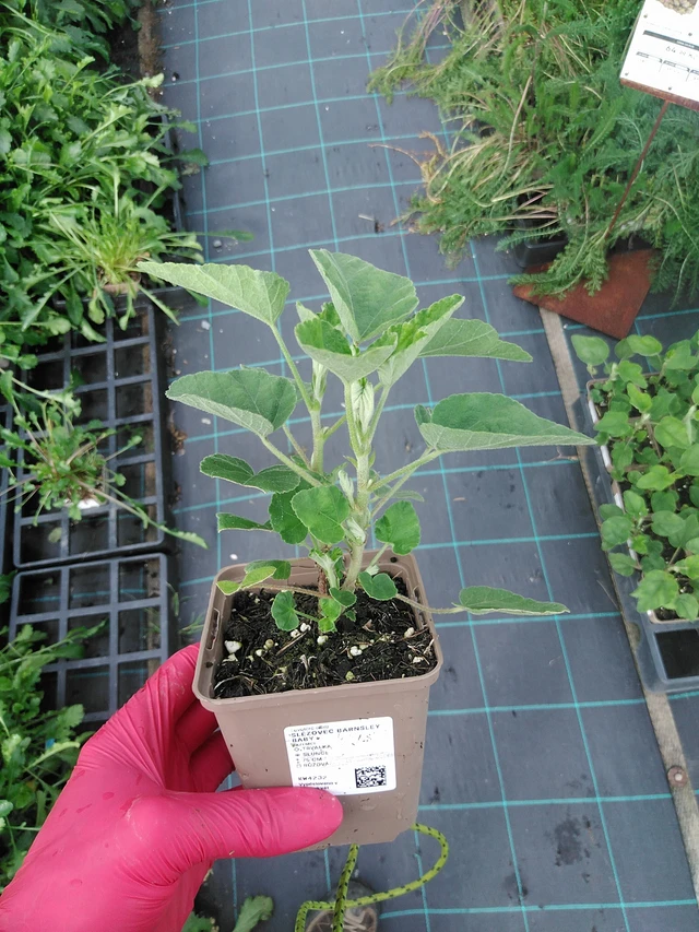 Malvikki Barnsley Baby - 31. 7. 2025