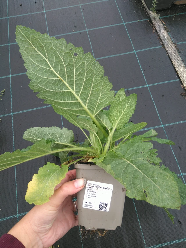 Salvia pratensis Swan Lake - 11. 7. 2025