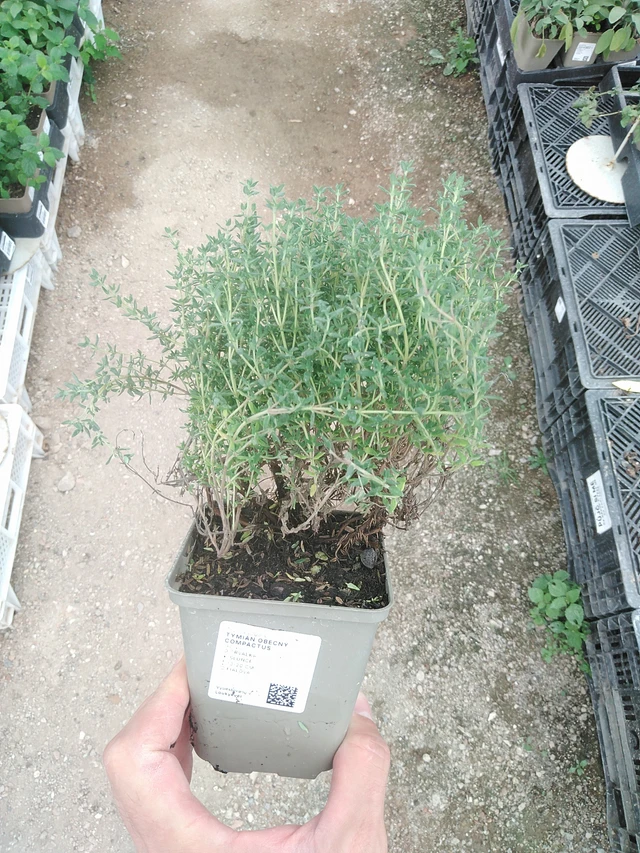 Tymián obecný Compactus - 1. 8. 2025
