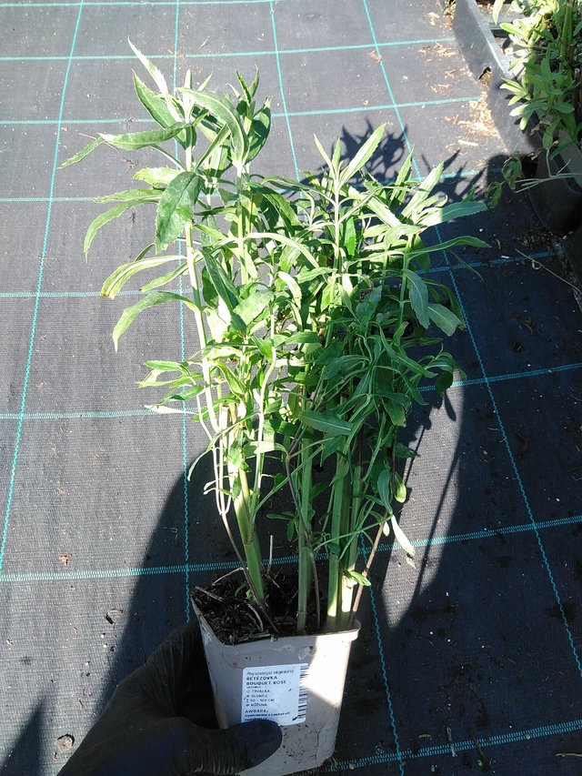 Kellopeippi Bouquet Rose - 19. 8. 2025