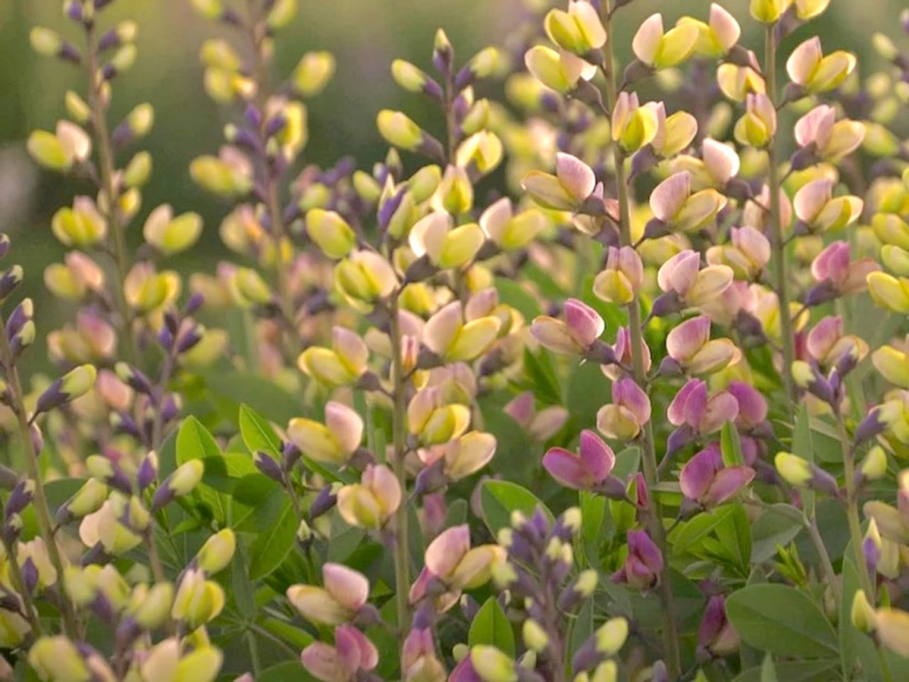 Baptisia Pink Lemonade, Loukykvět