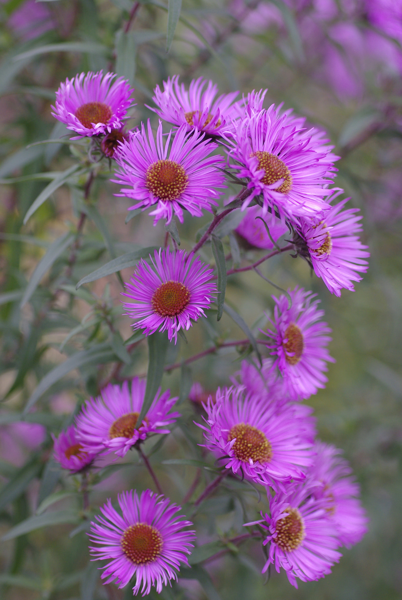 Astra Barr’s Pink, Loukykvět