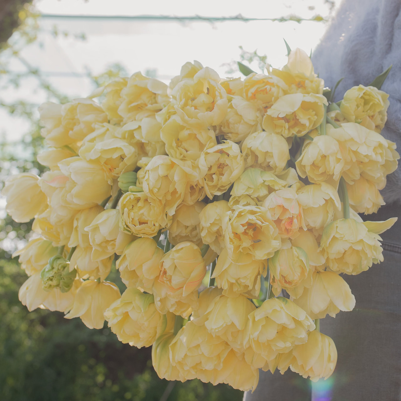 Tulppaani Avant Garde, Loukykvět