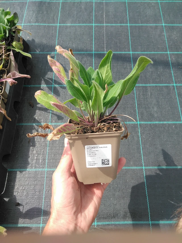 Illakko violetti - 24. 6. 2025