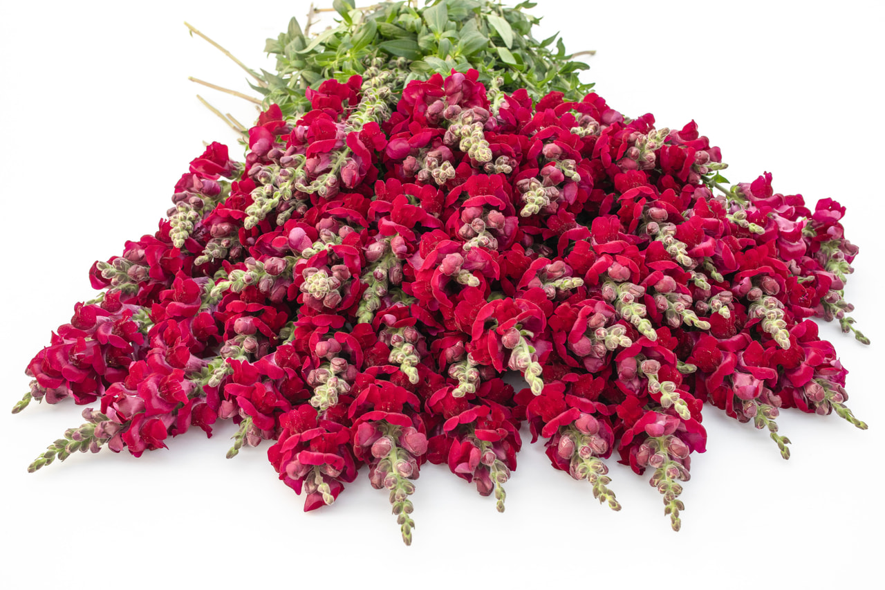 Leeuwenbek Potomac Crimson, Loukykvět