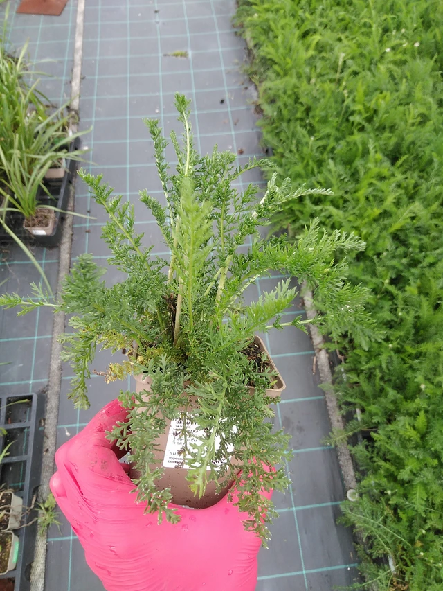 Siankärsämö White Beauty - 29. 7. 2025