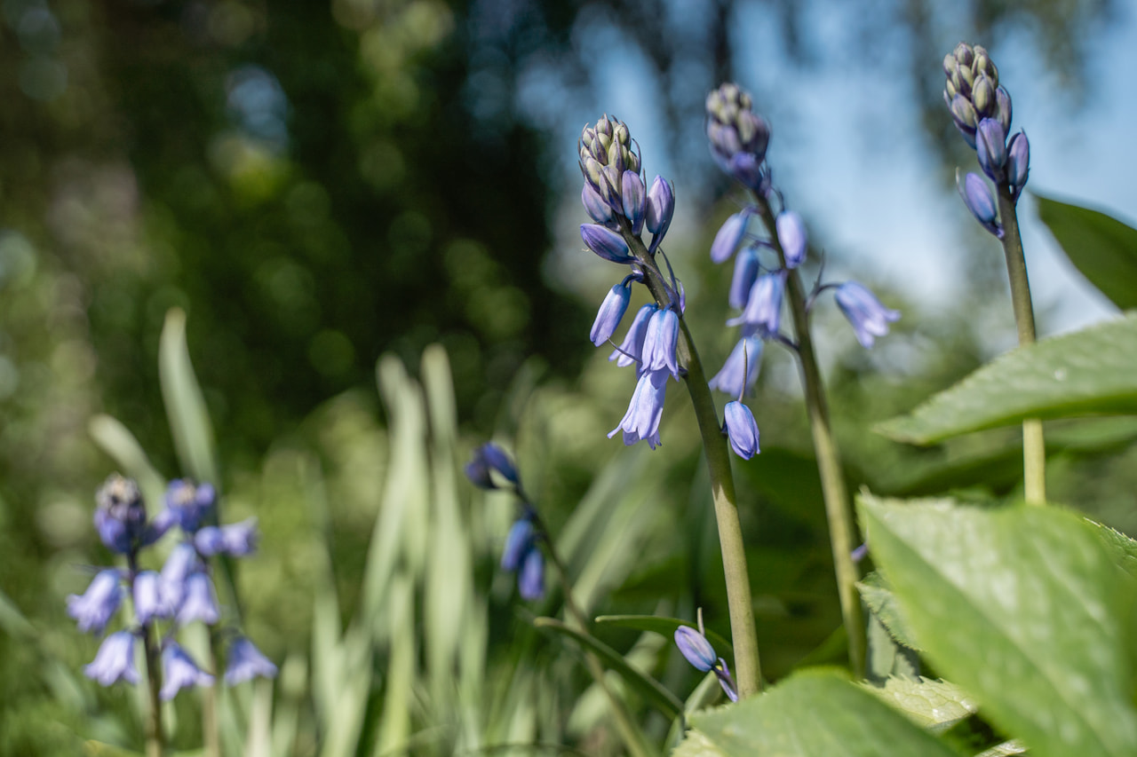 Jacinto español Blue, Loukykvět