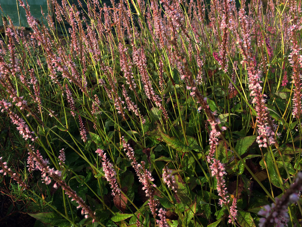 Tatar Rosea, Loukykvět