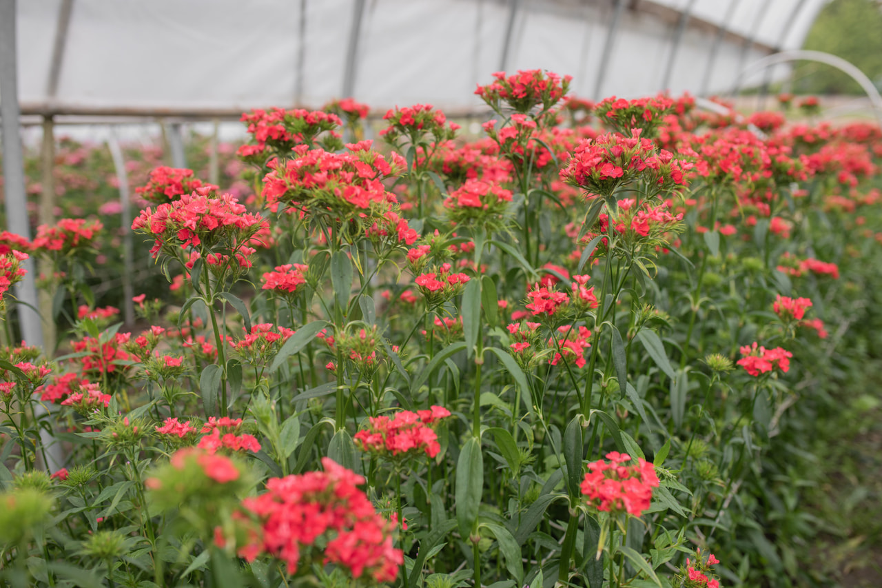 Clavel del poeta Sweet Coral, Loukykvět