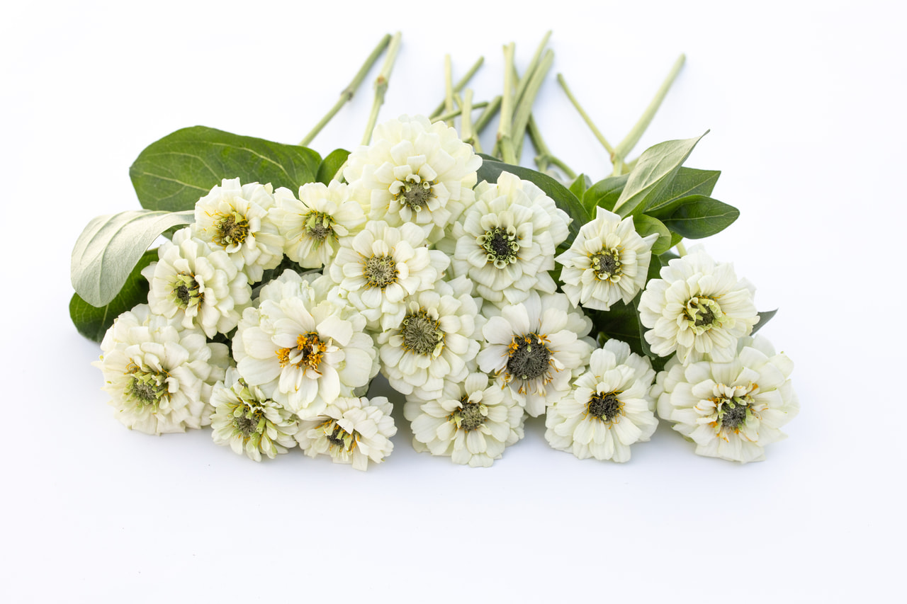 Tsinnia Oklahoma White, Loukykvět