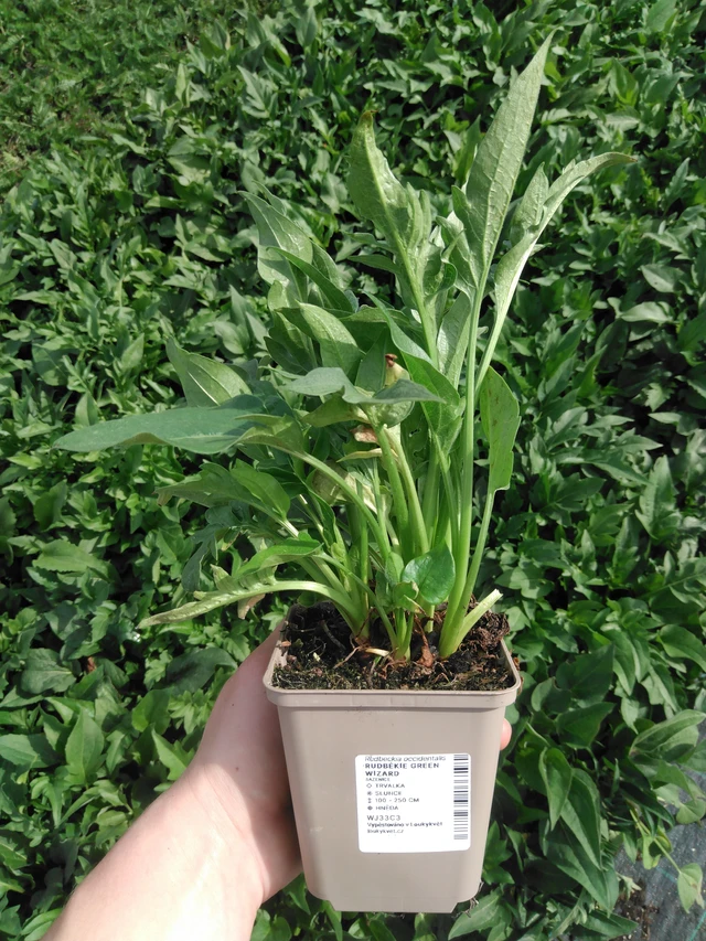 Päivänhattu Green Wizard - 2024