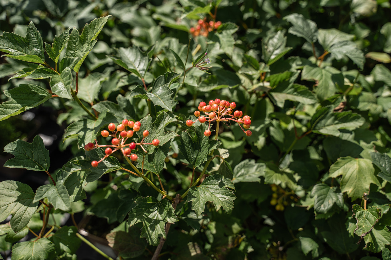 Viburnum Compactum, Loukykvět
