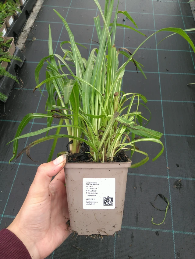 Punatähkä - 11. 7. 2025