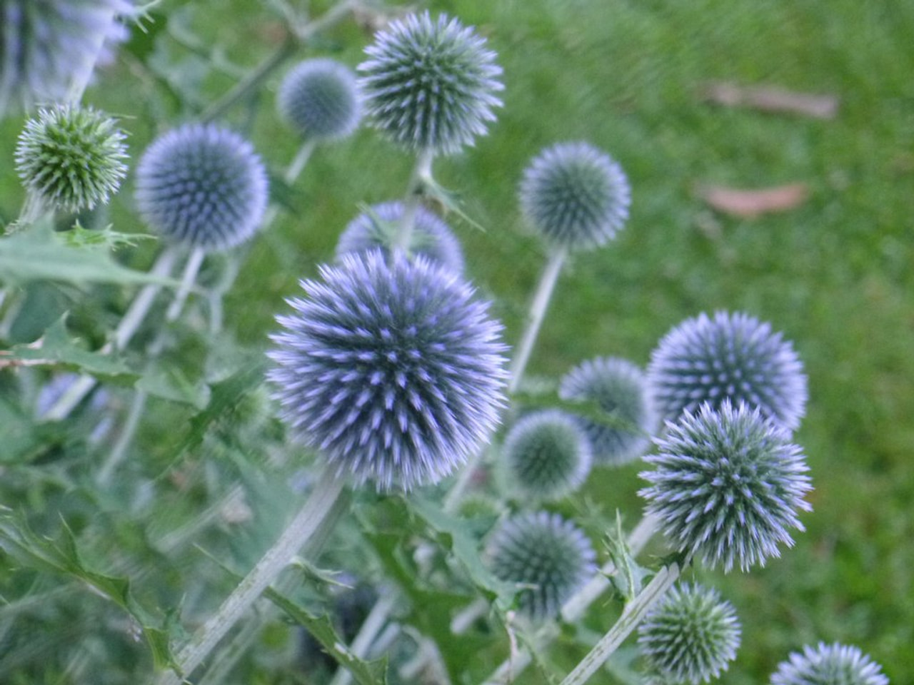 Balkaninpallo-ohdake Blue Glow, Loukykvět