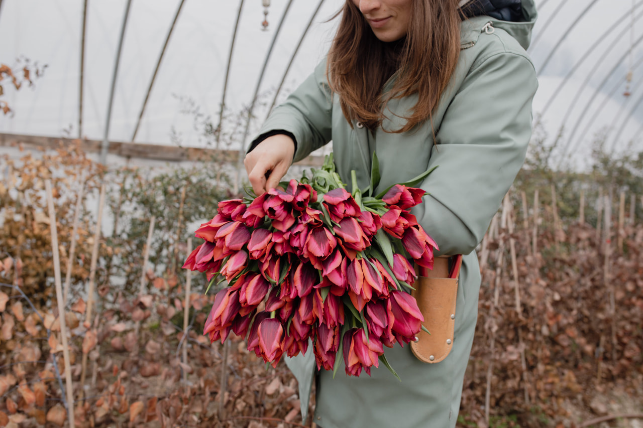 Tulppaani Muvota, Loukykvět