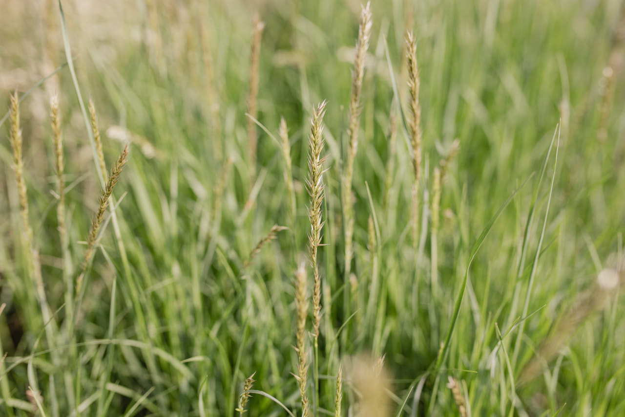 Tähkähelmikkä Silky, Loukykvět