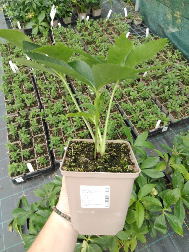 Jouluruusu Pretty Ellen Pink - 2024