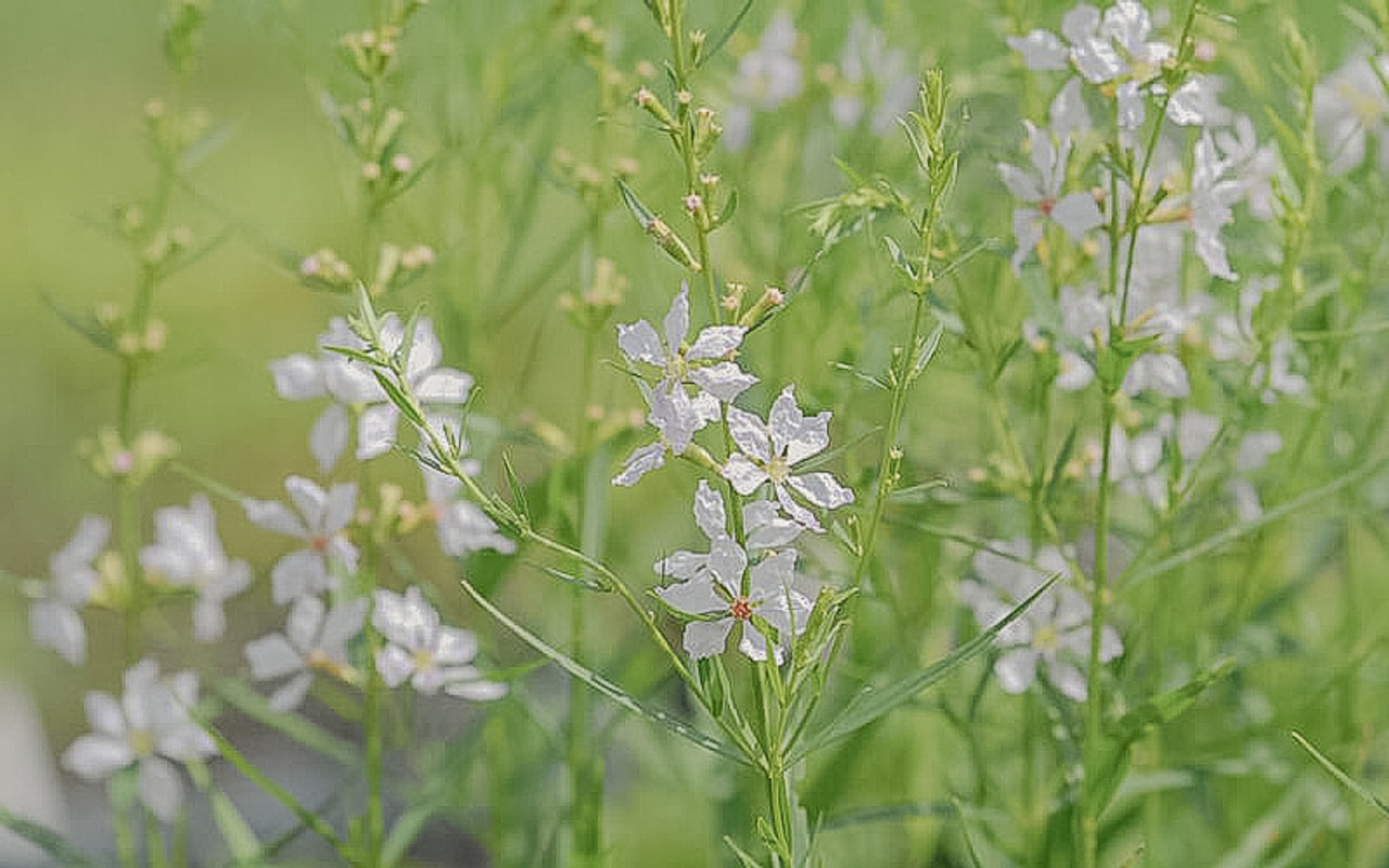 Rantakukka White Swirl, Loukykvět