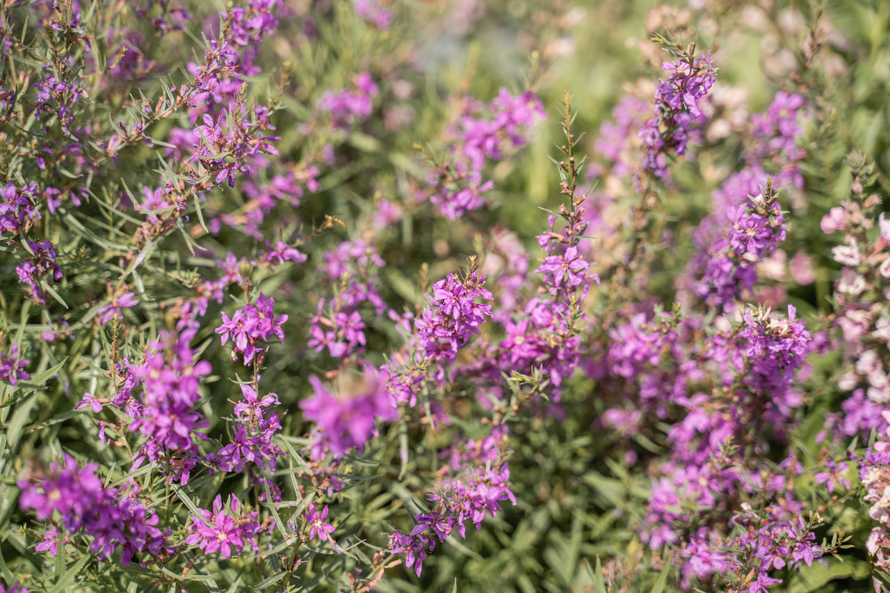 Rantakukka Swirl, Loukykvět