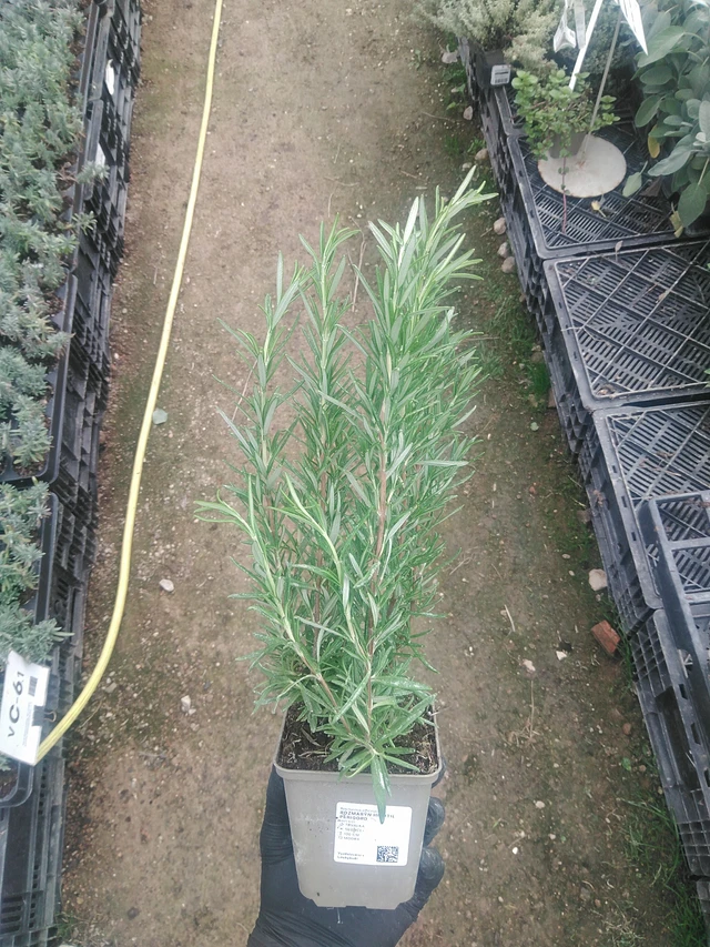 Rosmariini Hishtil Perigord - 10. 9. 2025