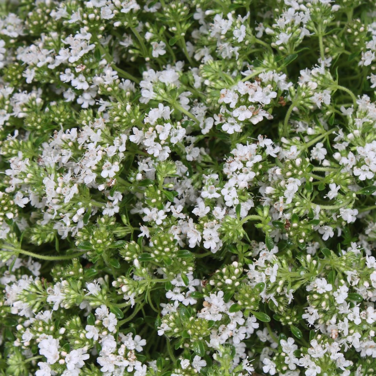 Mateřídouška časná Albiflorus, Loukykvět