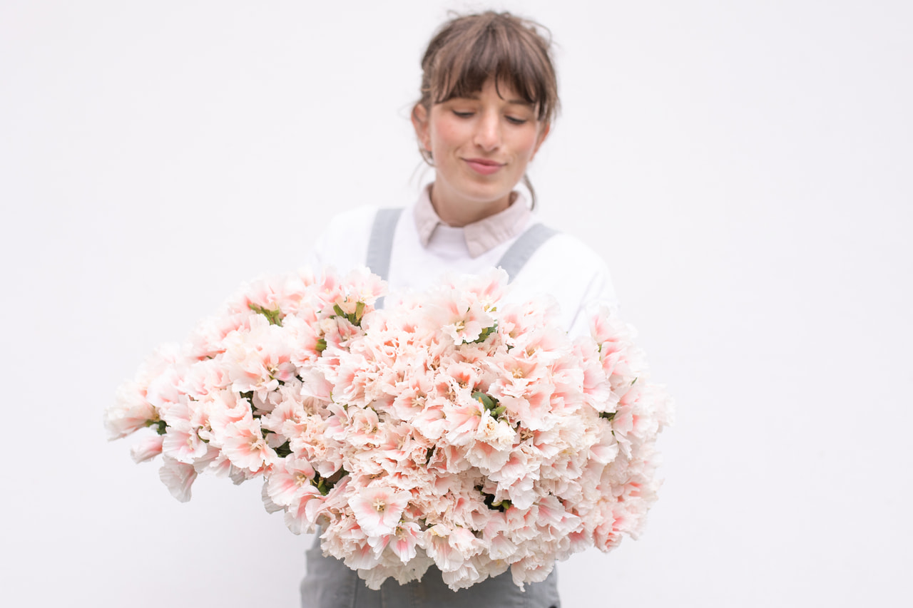Clarkia Grace Shell Pink, Loukykvět