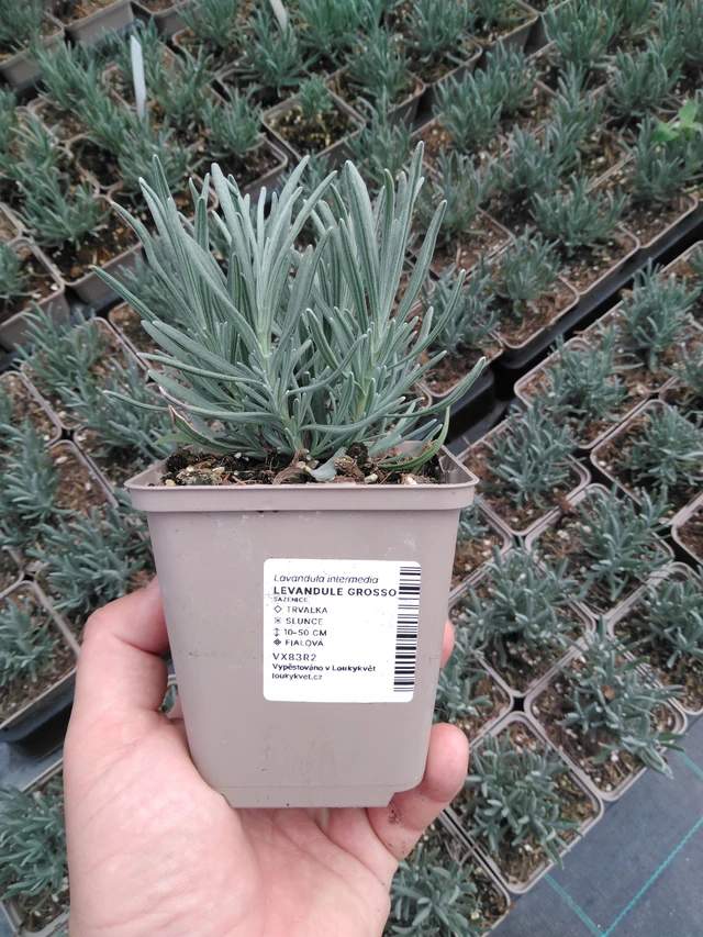 Laventeli Grosso - 2024