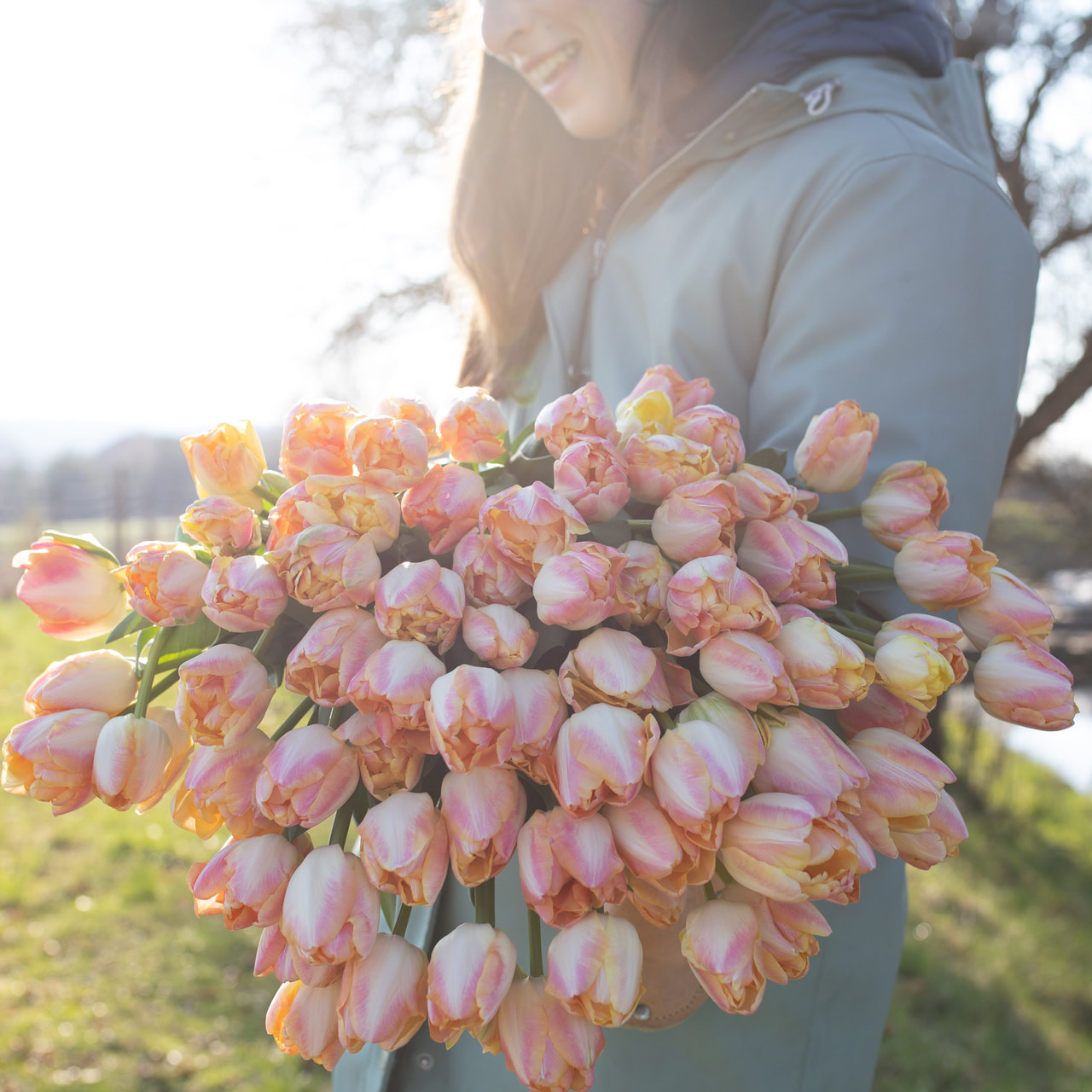 Tulppaani Creme Upstar, Loukykvět