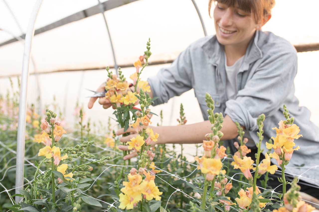 Leijonankita Frappe Apricot, Loukykvět