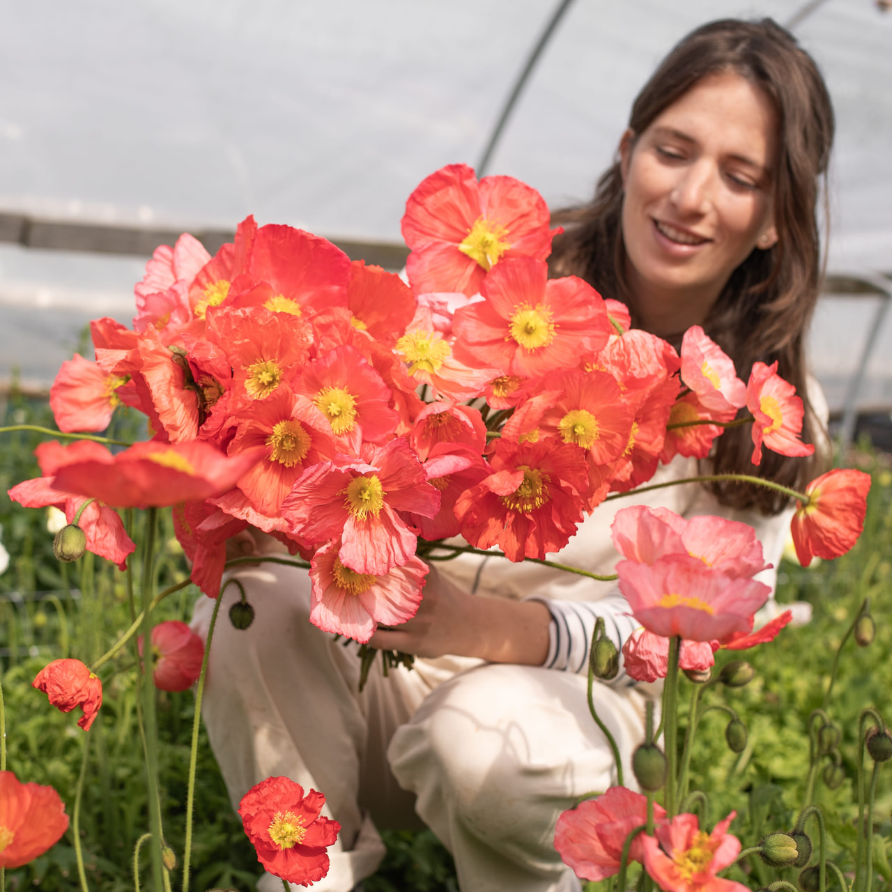 Valmue Champagne Bubbles Pink, Loukykvět