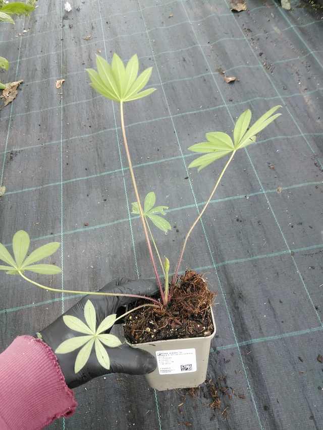 Lupiini Band of Nobles Schloßfrau - 1. 9. 2025