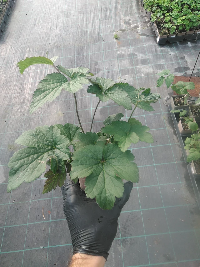 Hopeasyysvuokko Overdressed - 13. 10. 2025