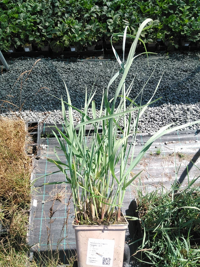 Virginianhirssi Prairie Sky - 19. 8. 2025