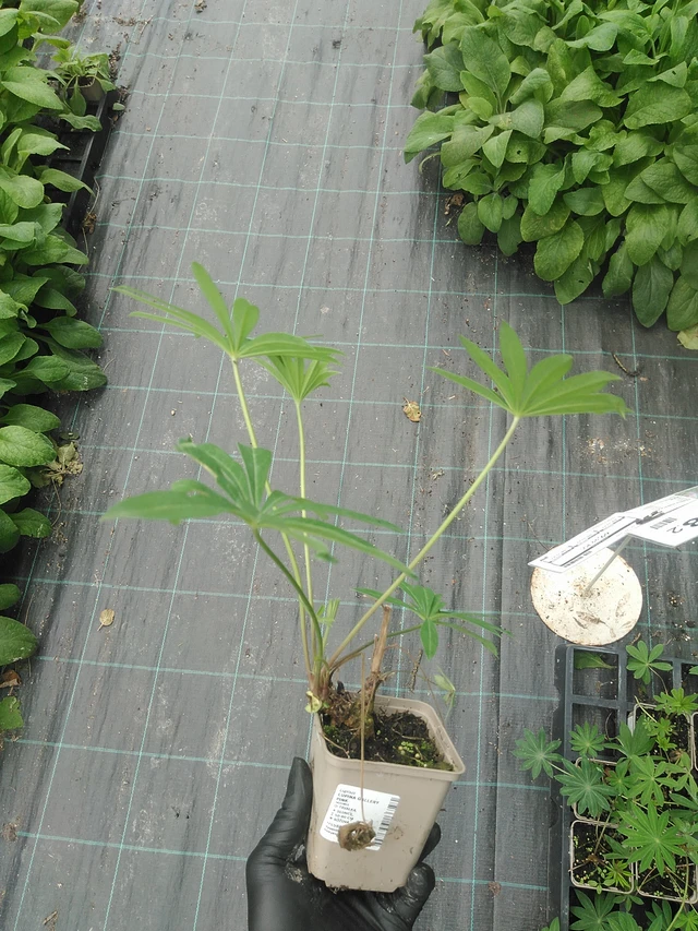 Lupiini Gallery Pink - 31. 7. 2025