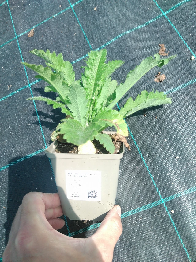 Idänunikko Beauty of Livermere - 24. 6. 2025