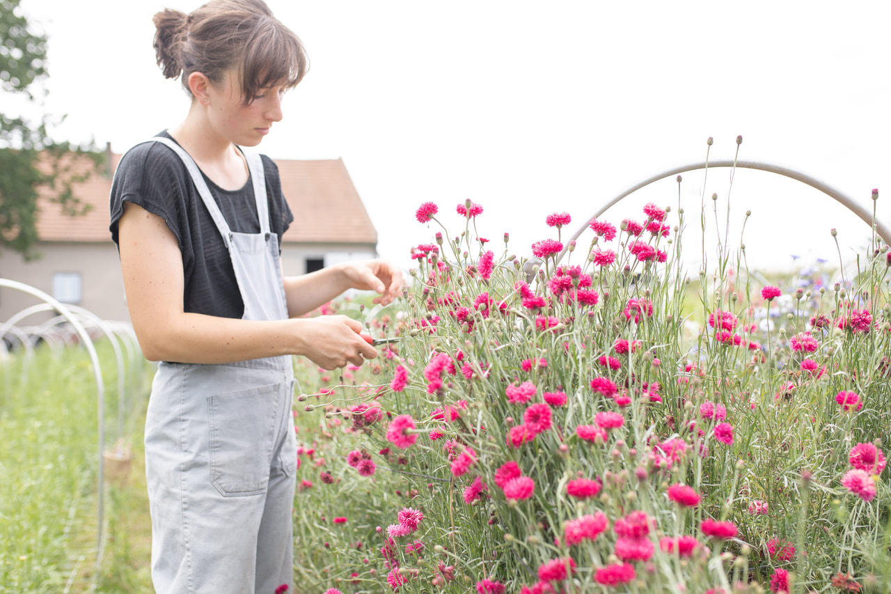 Aciano Tall Double Red Boy, Loukykvět