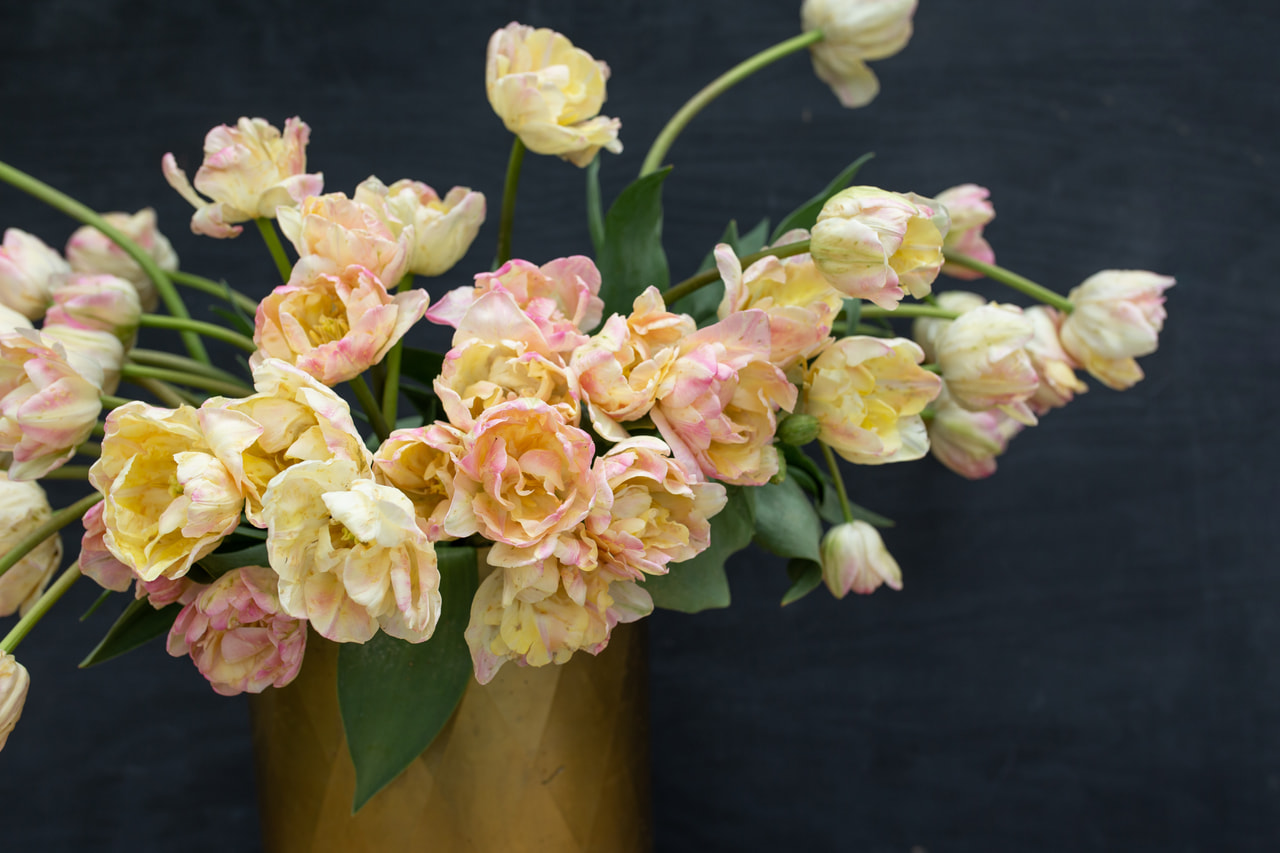 Tulppaani Creme Upstar, Loukykvět