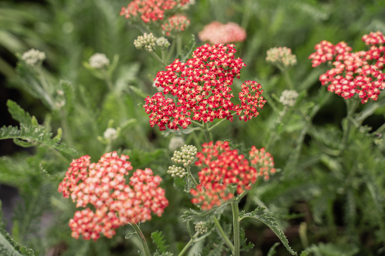 Siankärsämö Belle Epoque, Loukykvět