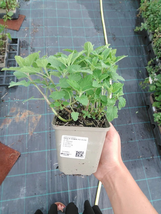 Kissanminttu Dawn to Dusk - 10. 9. 2025