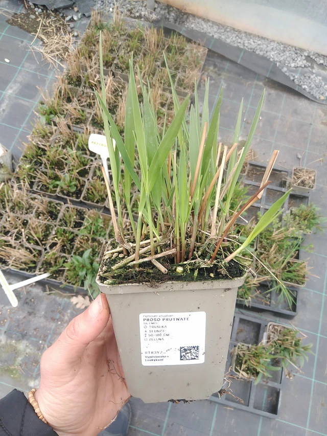 Virginianhirssi Prairie Sky - 20. 4. 2026